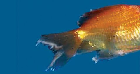Fresh Look at Prevention Of Disease In An Aquarium Creature Companions
