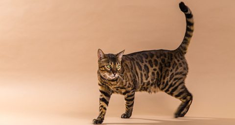 Decoding Feline Language: Understanding Cat Behaviour and How Cats