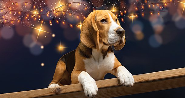 Diwali Delight or Pet’s Plight: Protecting Your Furry Friends