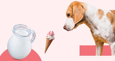 Curated visual reference: Gallery Detail: Understanding Lactose Intolerance In Dogs Why Dairy Isn T Always