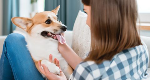 Can Dogs Drink Milk? Here's Everything You Need to Know