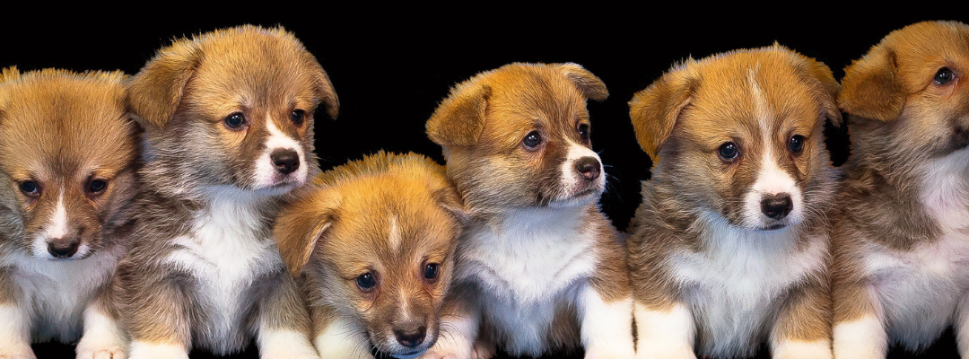 Apartment Adopters: Perfect Pup Picks for Smaller Indian Homes