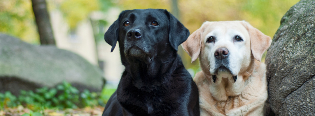Beat the Heat: Top Dog Breeds for India’s Hot and Humid Climate