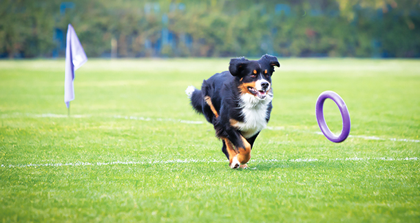 Habits pet parents can imbibe to make their dogs more independent