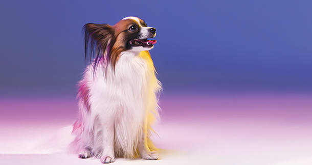 Celebrating a Pet-Friendly Holi