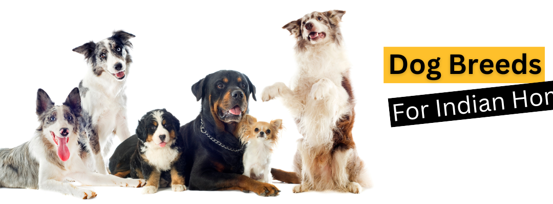 Local Legends: Unveiling the Best Indian Dog Breeds for Indian Homes