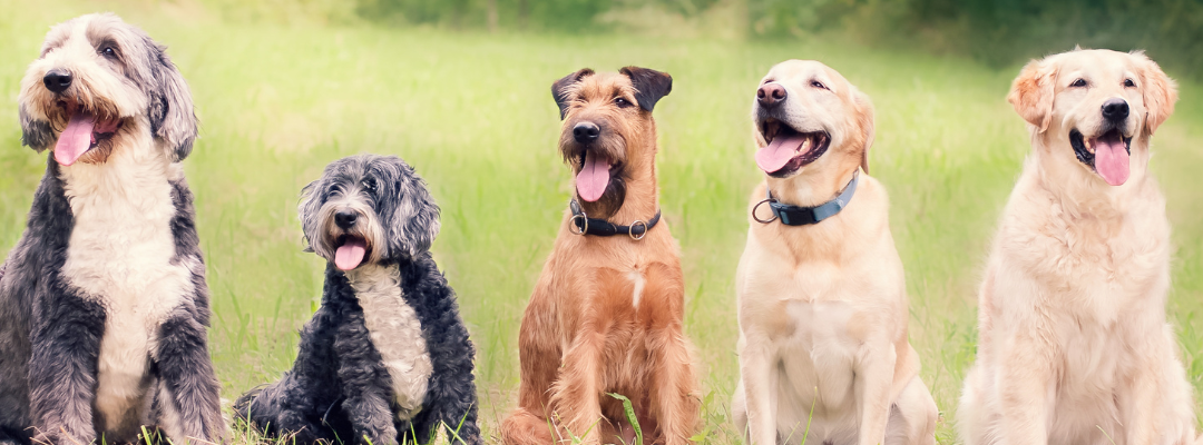 Top Tiny Trendsetters: The Rise of Micro Dog Breeds in Indian Cities