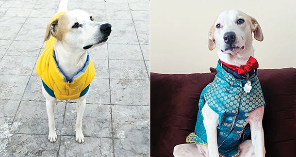 Snowie: Our Loyal Companion