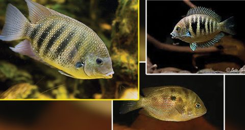 Endemic and Rare Indian Ornamental fishes - Creature Companions | Magazine