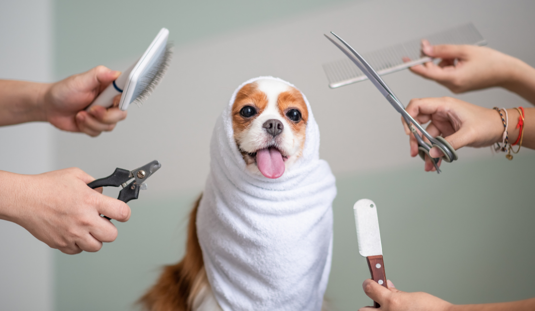 Beyond the Brush: A Guide to Specialized Dog Grooming Techniques