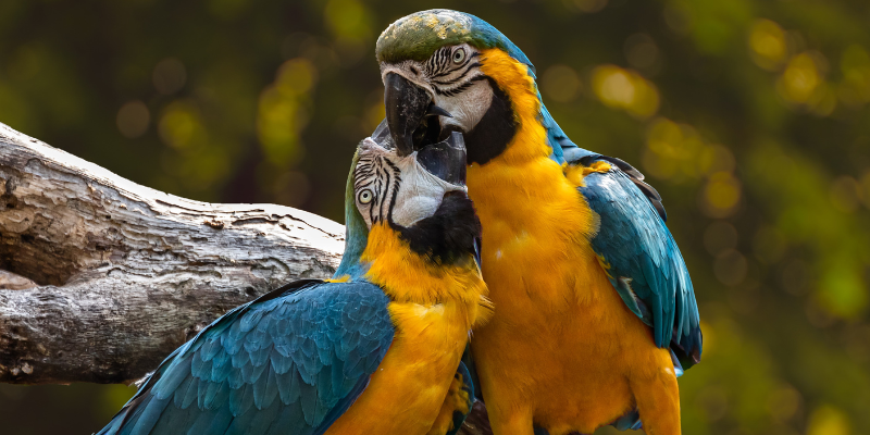 Birds