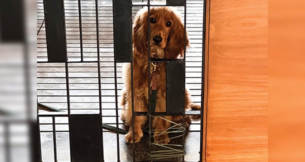 How to train your dog to be friendly to visitors