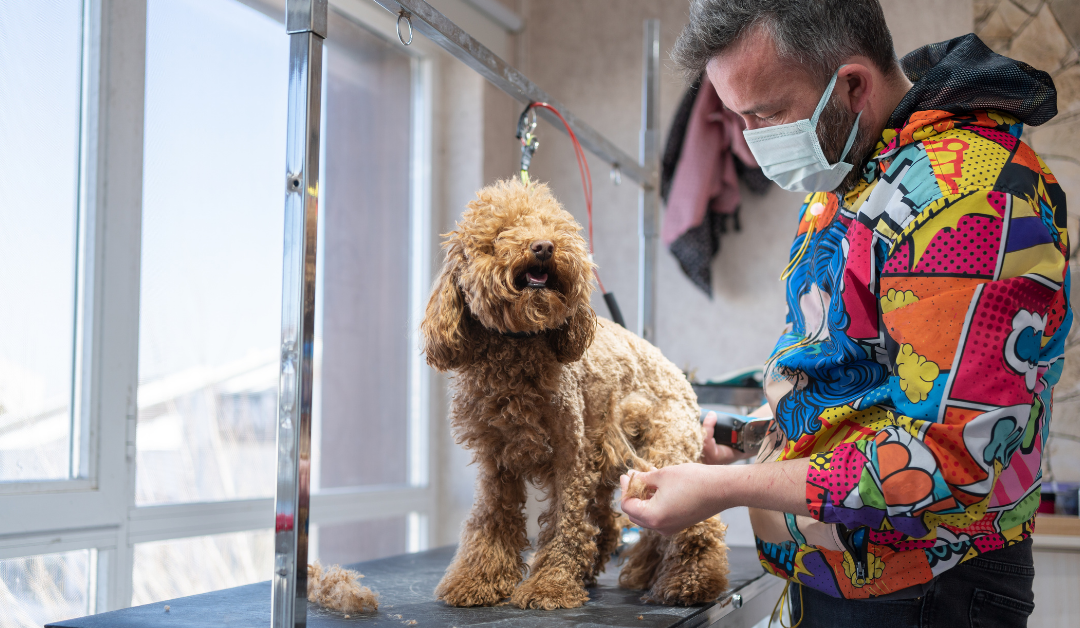 DIY Dog Grooming on a Budget: Tips & Tricks for Home Groomers