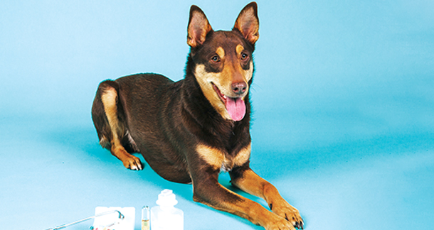 Dental basics for pets