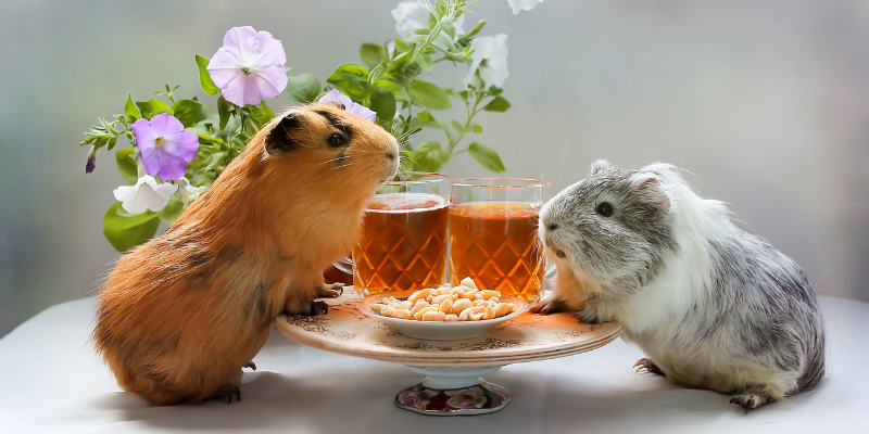 Guinea Pigs