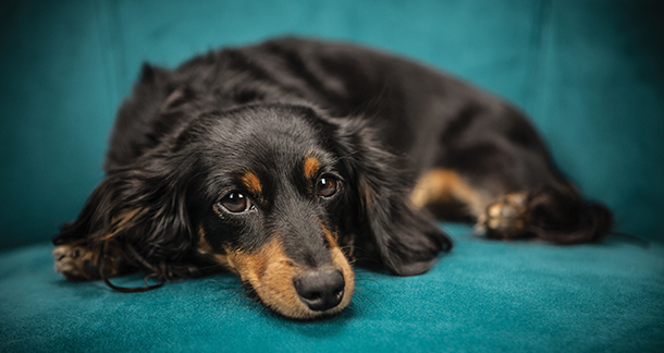 Beat The Heat: Summer Stress And Stressza