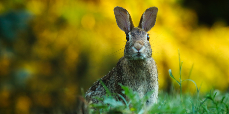Rabbit