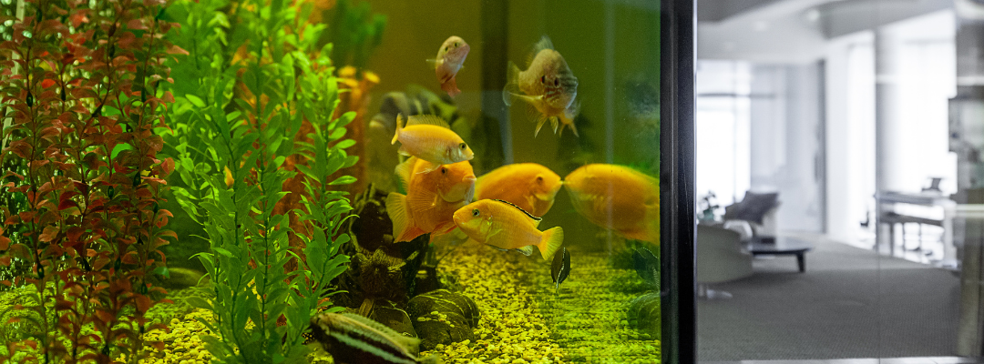 Benefits of Fishkeeping for Reducing Stress