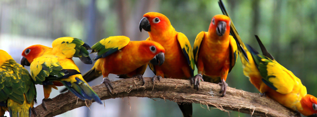 Common Bird Behavior Problems and How to Solve Them