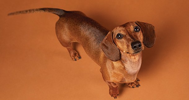 Satisfy the Snout: A Guide to Meal Prepping for Finicky Dogs