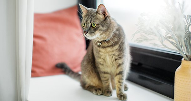 Create a Pet Corner at Home