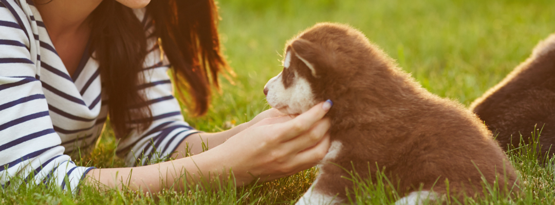 Keeping Your Pet Safe During the Summer Heat