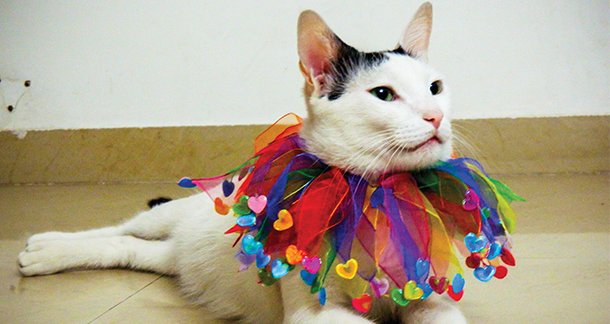 The cat who chose us: Pirelli’s story