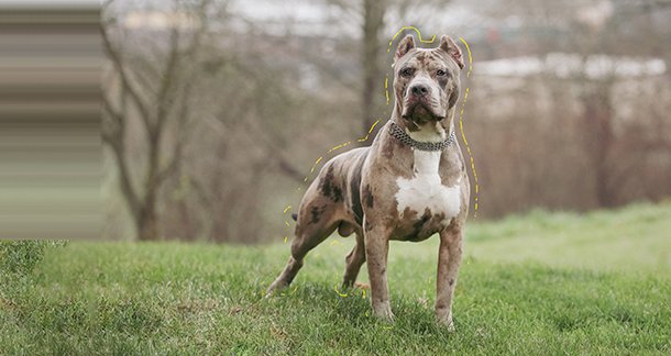 All you need to know about American Pitbull