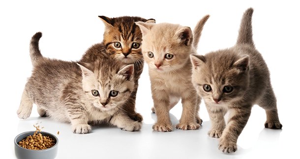 J1_Nutrition-for-newborn-kittens