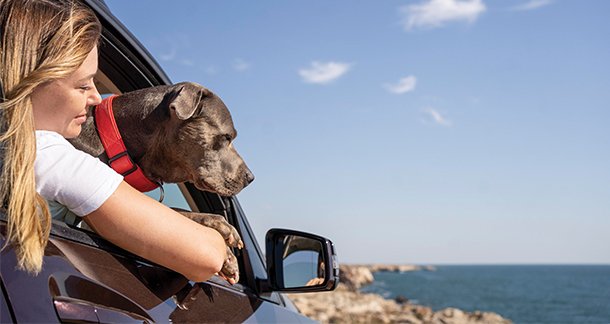 Pet Safety Tips For Travelling: Ensuring Security On The Go