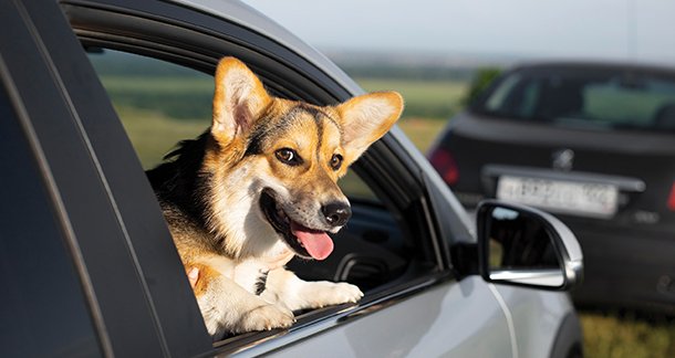 On the Road Again: Conquering Car Sickness in Your Canine Companion
