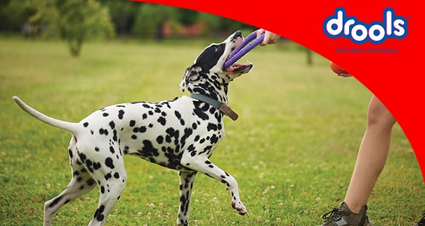 Tips and Tricks for Training a Dog