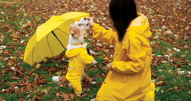 Pet in Monsoon