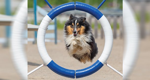 Canine Sports