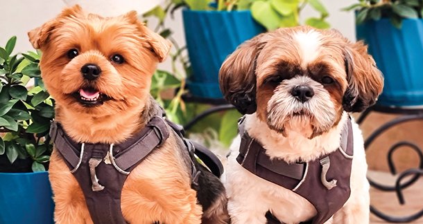 From Mine to Ours – tale of Alex & Chico