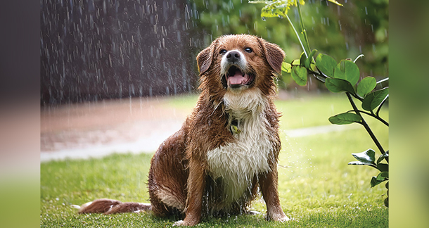 Monsoon Mayhem: Keeping Your Furry Friend Safe and Happy This Rainy Season