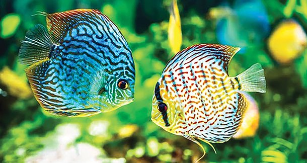 Guide to Aquarium Husbandry