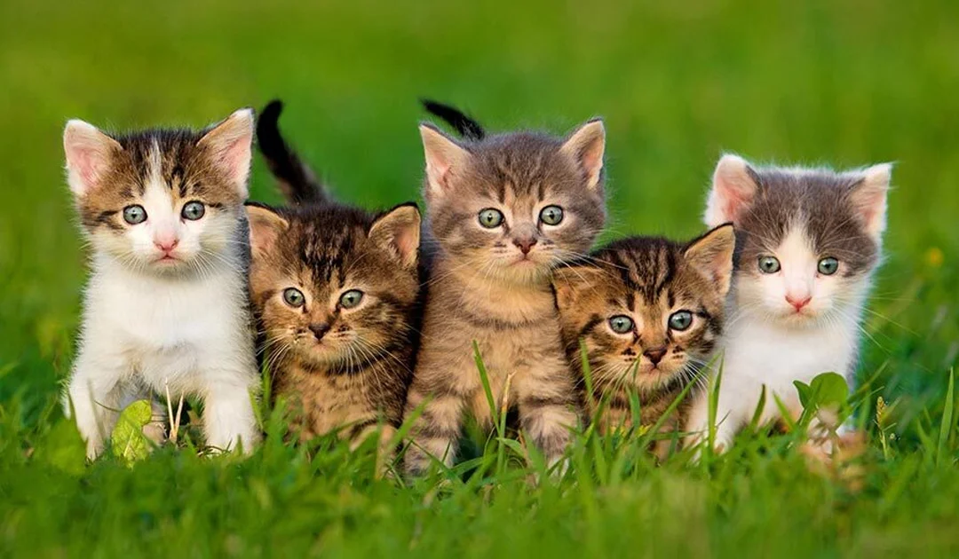 Popular Indian Cat Breeds for Pet Lovers