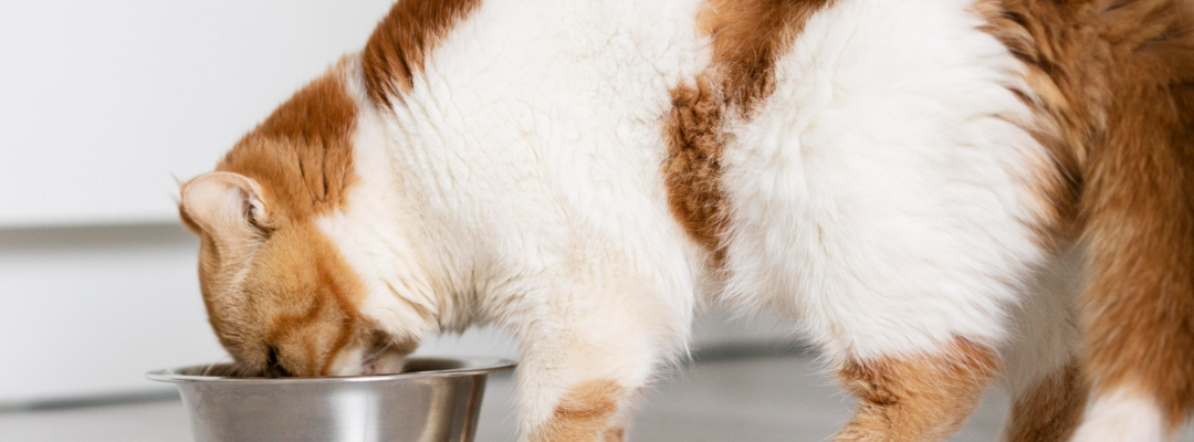 Feeding Times: What Do Cats Eat and When?