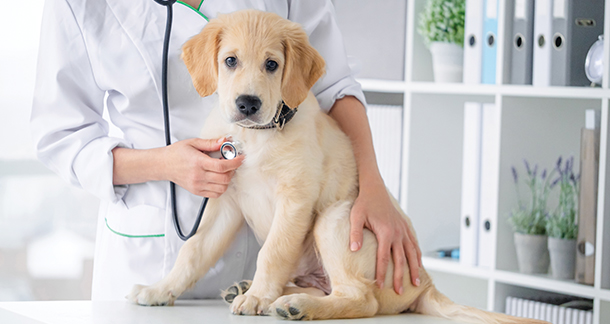 The Importance of Professional Dog Care Advice