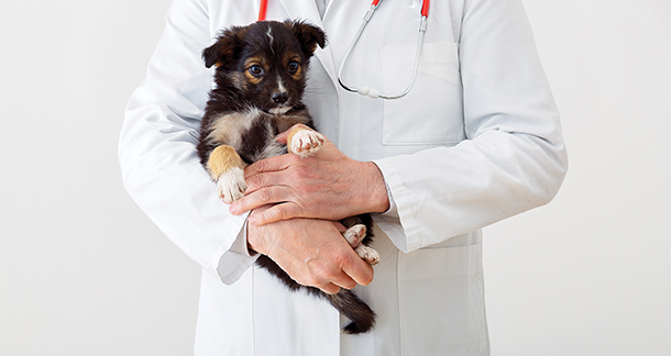 The Impact of Regular Veterinary Check-Ups on Pet Safety