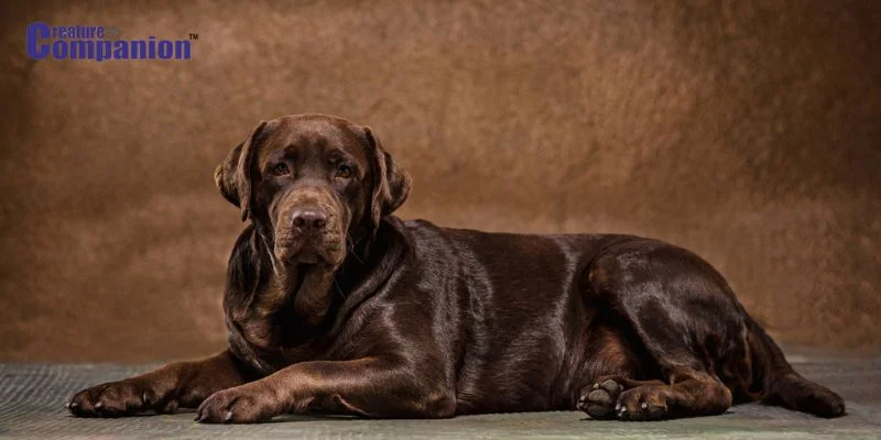 Large Dog Breed