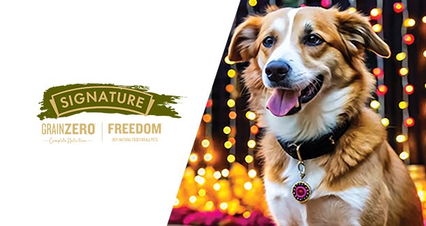 Pet-Proofing the festive celebration: A Guide for Pet Owners