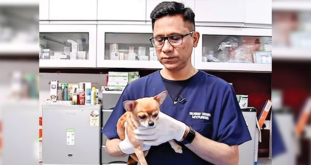 How Cats Eat ? A look at their nutrition