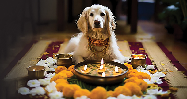 Pet-Friendly Diwali: How to Take Care of your Beloved Pets