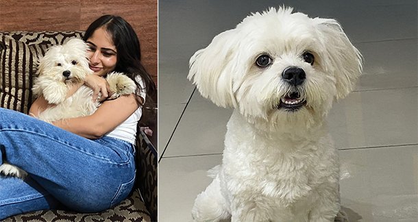 Whiskey: The Little Dog with a Big Heart