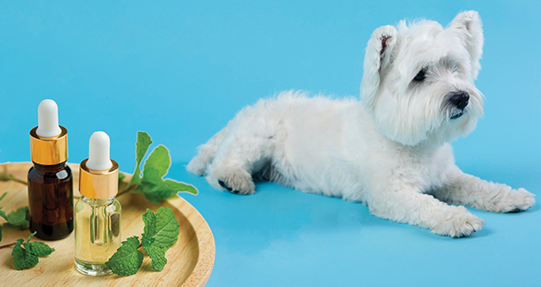 Homeopathy for Pets: A Holistic Approach to Pet Wellness