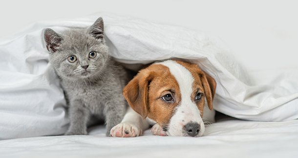 Winter Care for Dogs and Cats in India