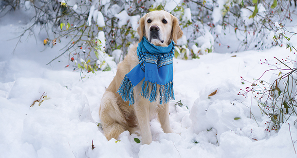 Best Gear and Ideas for Keeping Your Dog Warm in Winter