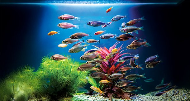 J4_Things-to-Keep-in-Mind-While-Adopting-Freshwater-Aquarium-Fish
